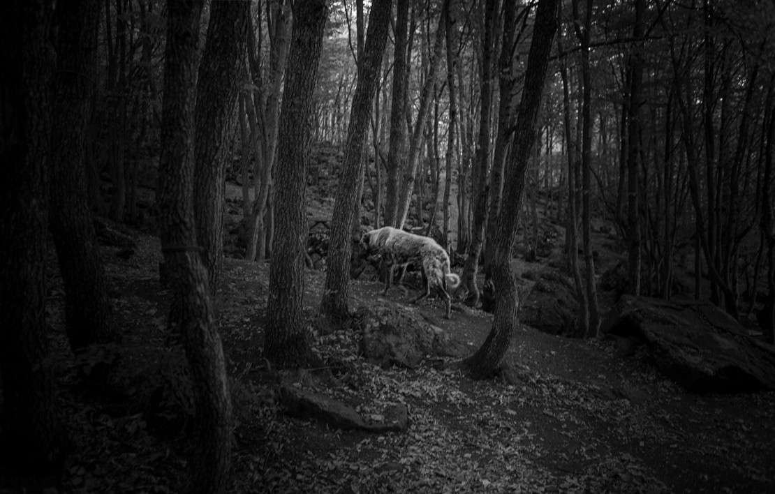 Göğüs Boşluğunda Zikzaklar
