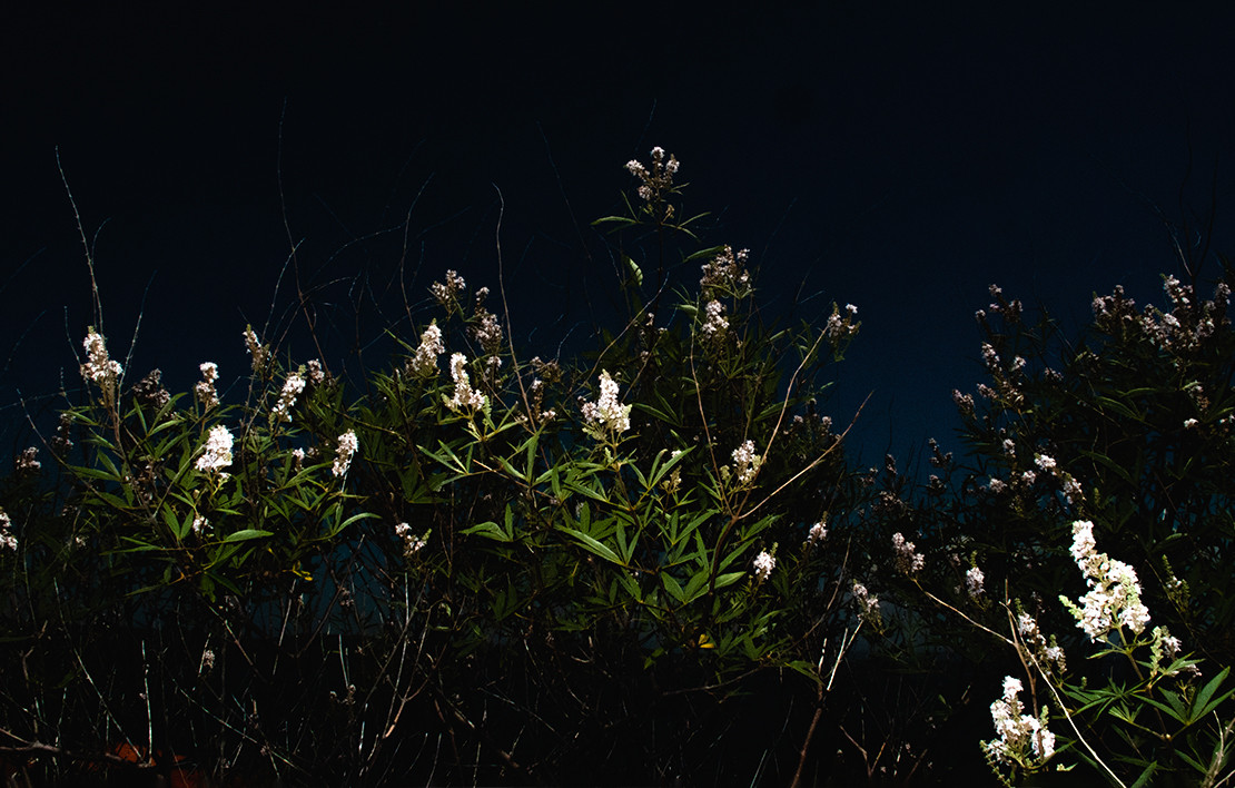 Aç Aslan Mağarası